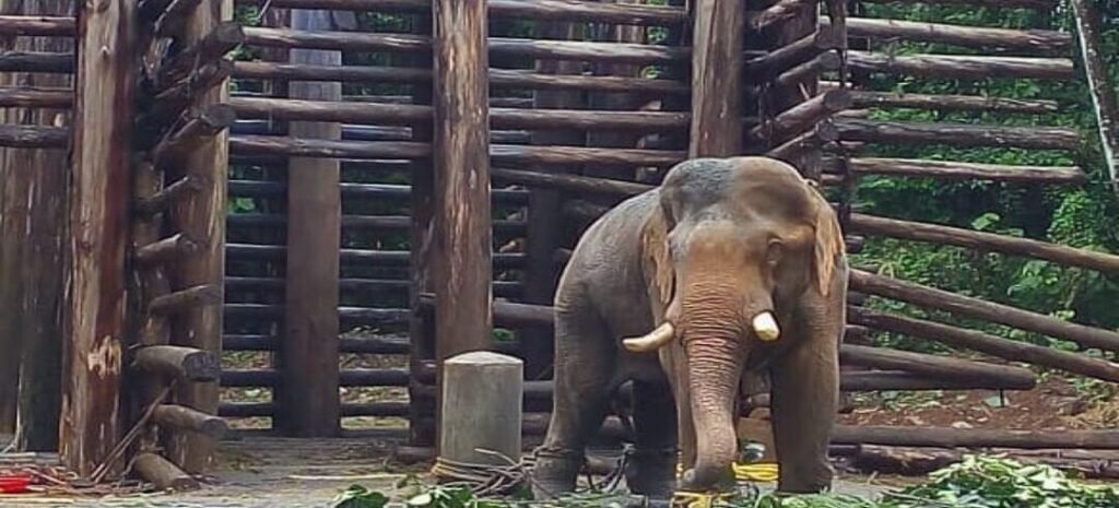 KODANAD ELEPHENT TRAINING CENTRE