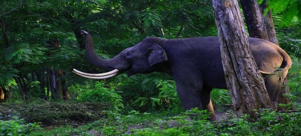 Wayanad Wildlife Sanctuary