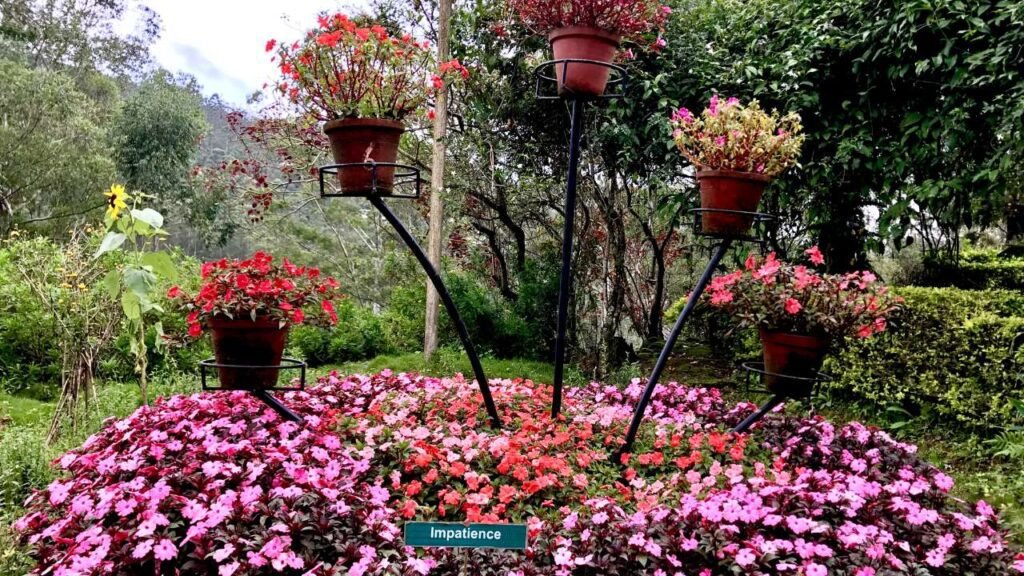 Munnar Rose Garden