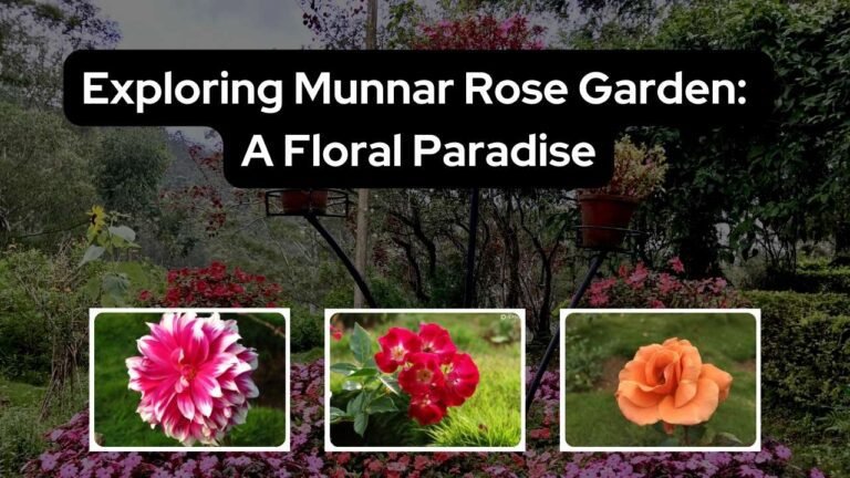 Munnar Rose Garden